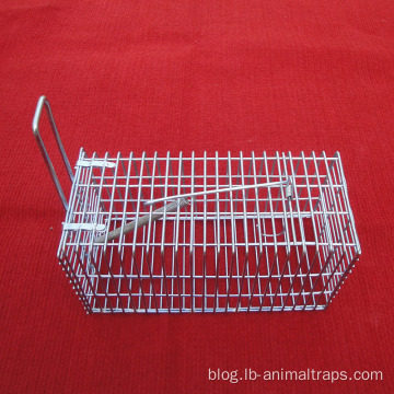 Squirrel Small Single Door Cage Animal Trap